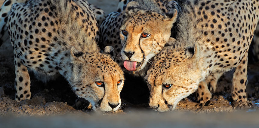 Cheetah Safari - Ultimate Wildlife Adventures