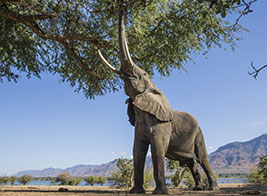 Elephant Safari Content 2 - Ultimate Wildlife Adventures