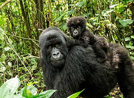 Mountain Gorilla Trekking Content 1 - Ultimate Wildlife Adventures
