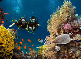 Snorkelling and Diving Content 2 - Ultimate Wildlife Adventures