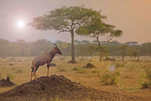 Tanzania & Zanzibar Luxury Honeymoon, Serengeti National Park 2 - Ultimate Wildlife Adventures