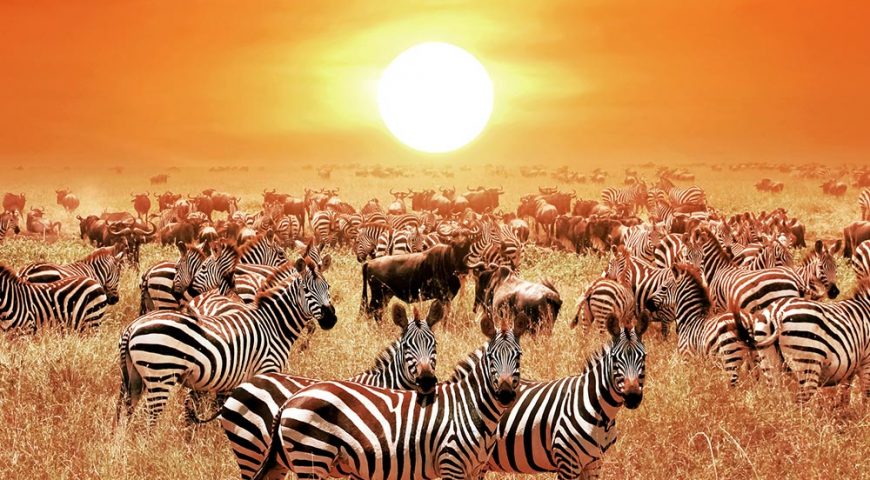 the-wildebeest-migration