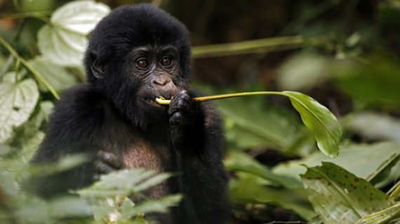 Gorilla Baby Feeding