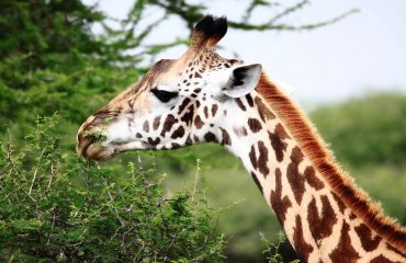 The Masai giraffe is the most populous subspecies of giraffe found in Tanzania. It can be identified by its irregular markings.