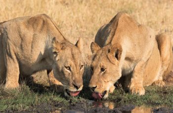 Although lions remain regular safari sightings their numbers continue to decline forcing the IUCN to list them as vulnerable.