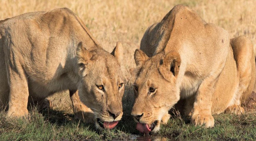 Although lions remain regular safari sightings their numbers continue to decline forcing the IUCN to list them as vulnerable.