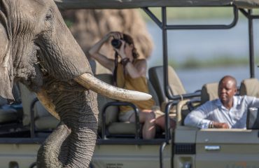 Elephants are plentiful in Mana Pools National Park.