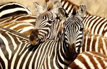 Plains Zebra live in small family groups called “harems.” These groups consist of one stallion, several mares, and their offspring.