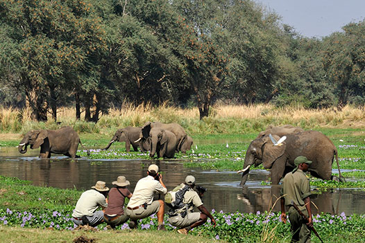 Luangwa Zambezi Explorer Overview - Ultimate Wildlife Adventures