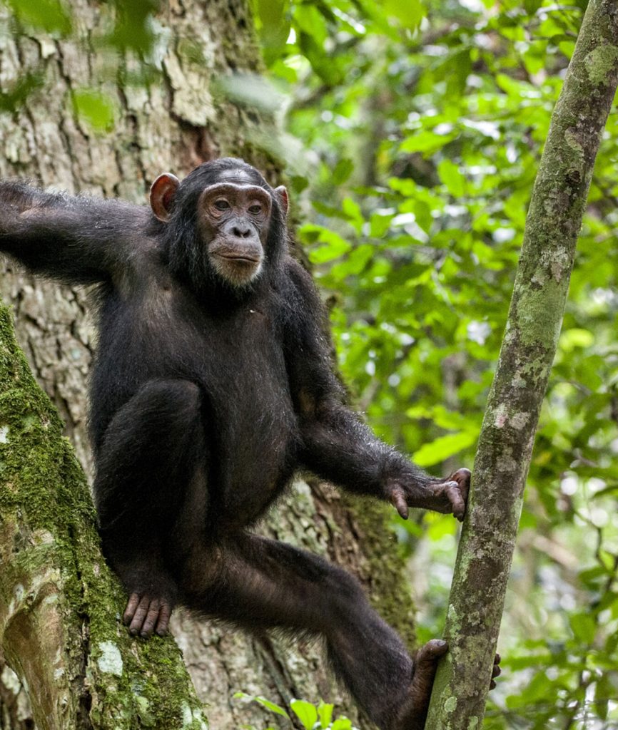 Tanzania Safari Holidays Ultimate Wildlife Adventures