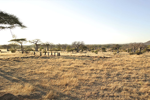 Walking with Giants Tanzania, Ruaha National Park - Ultimate Wildlife Adventures
