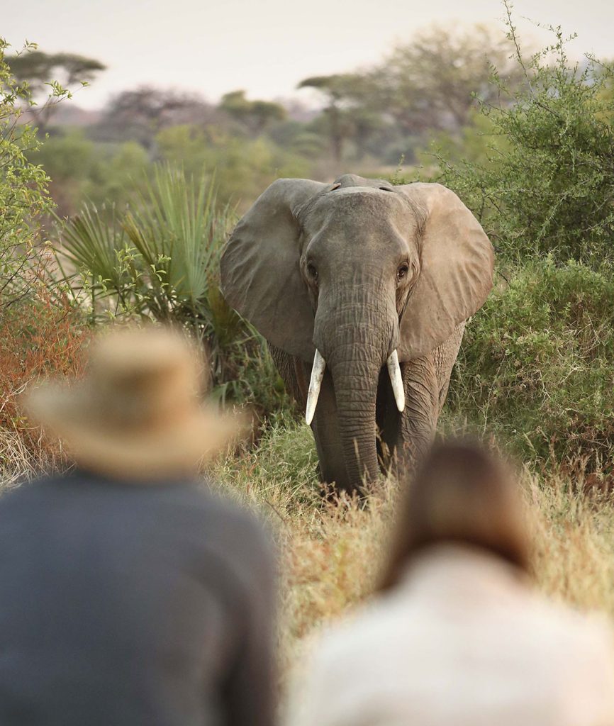 Tanzania Safari Holidays Ultimate Wildlife Adventures