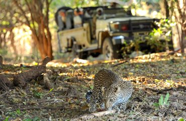 Lower Zambezi National park promises excellent predator sightings