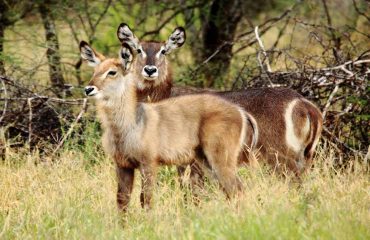 The waterbuck is a large antelope species distributed extensively throughout sub-Saharan Africa.
