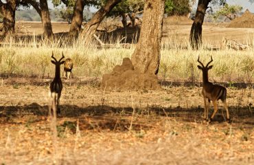 Lion hunting impala