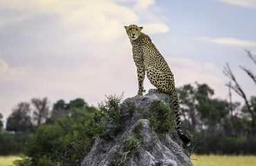 Cheetah sightings