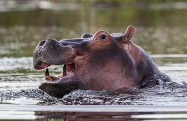 Hippopotamus Sightings